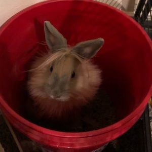 Meet your Posher, Mickey